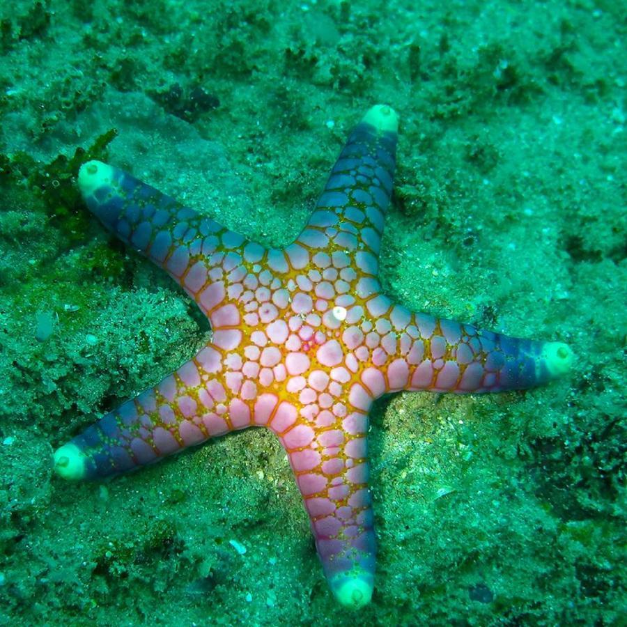 Seadina Coral Home Matara Dış mekan fotoğraf