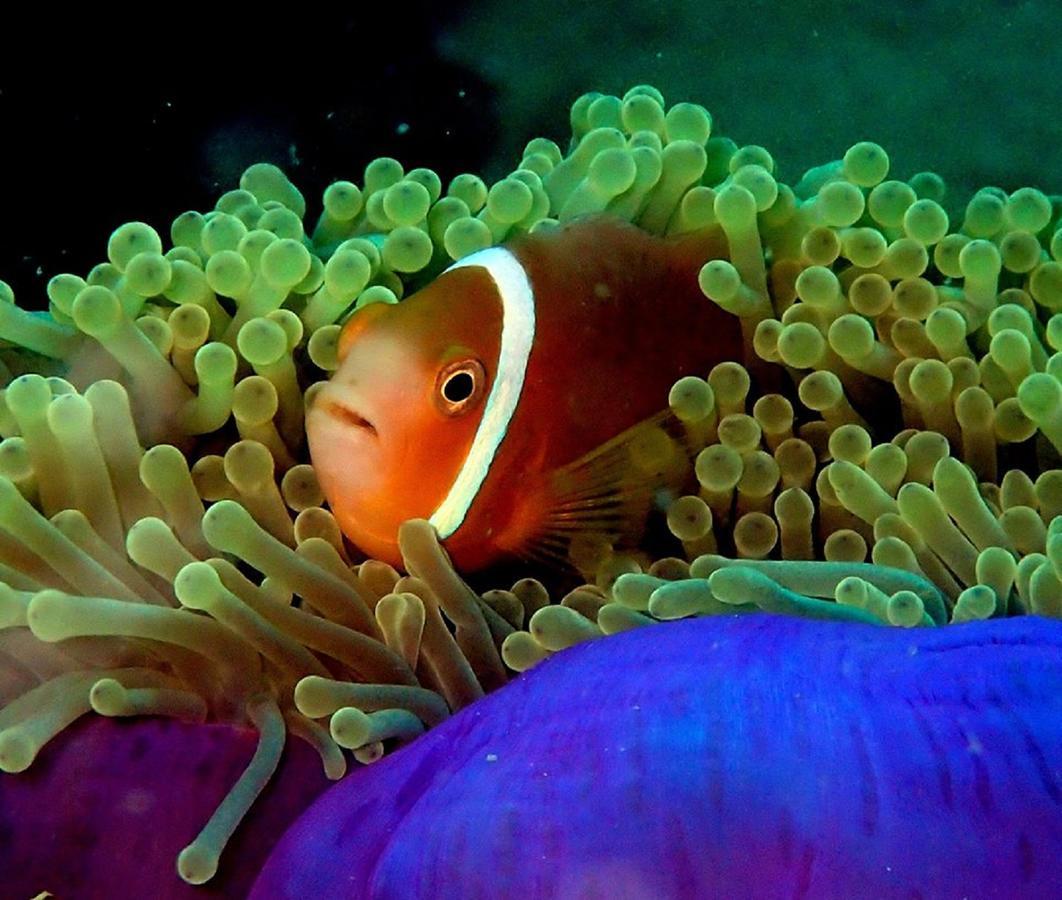 Seadina Coral Home Matara Dış mekan fotoğraf