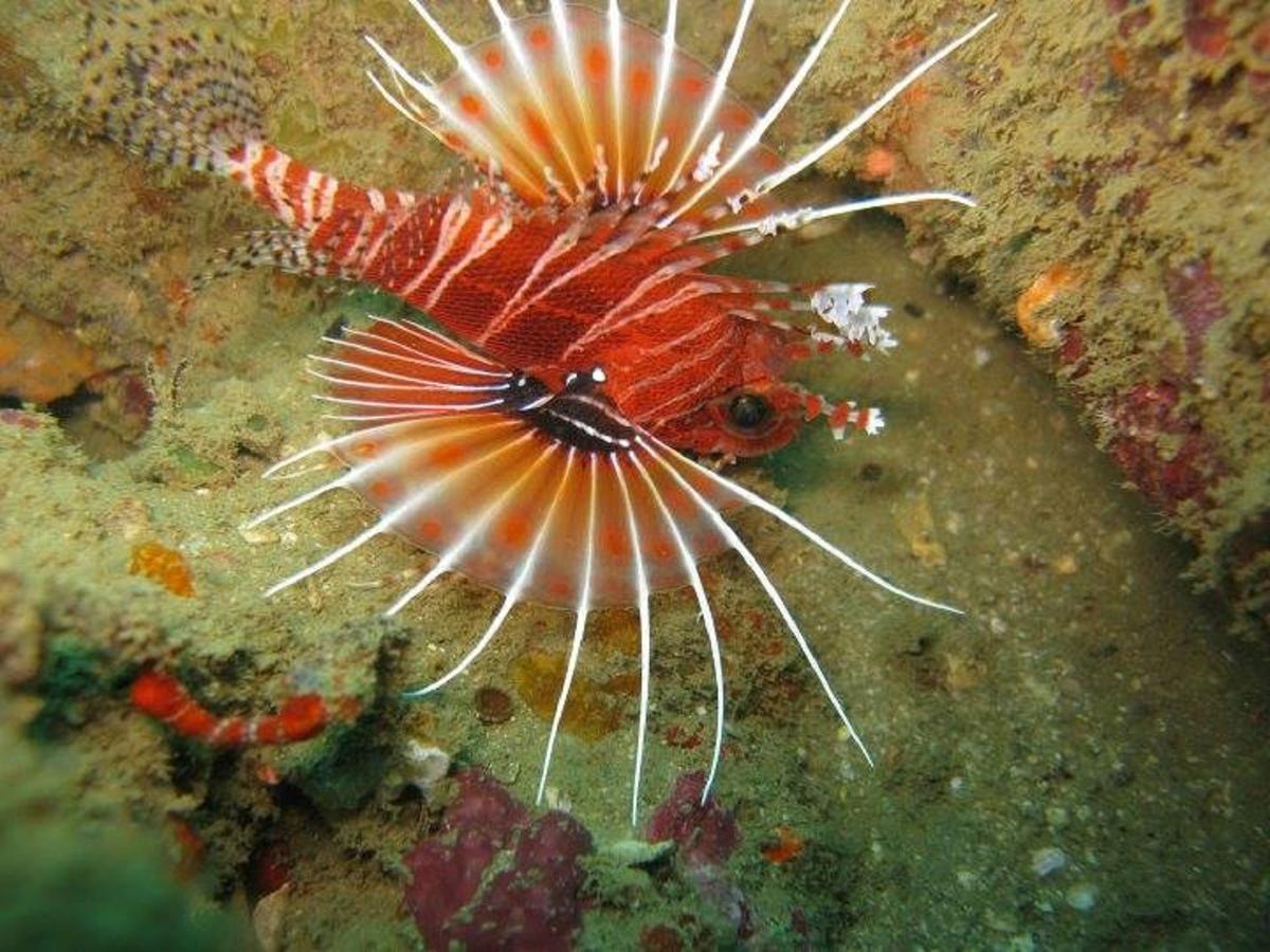 Seadina Coral Home Matara Dış mekan fotoğraf
