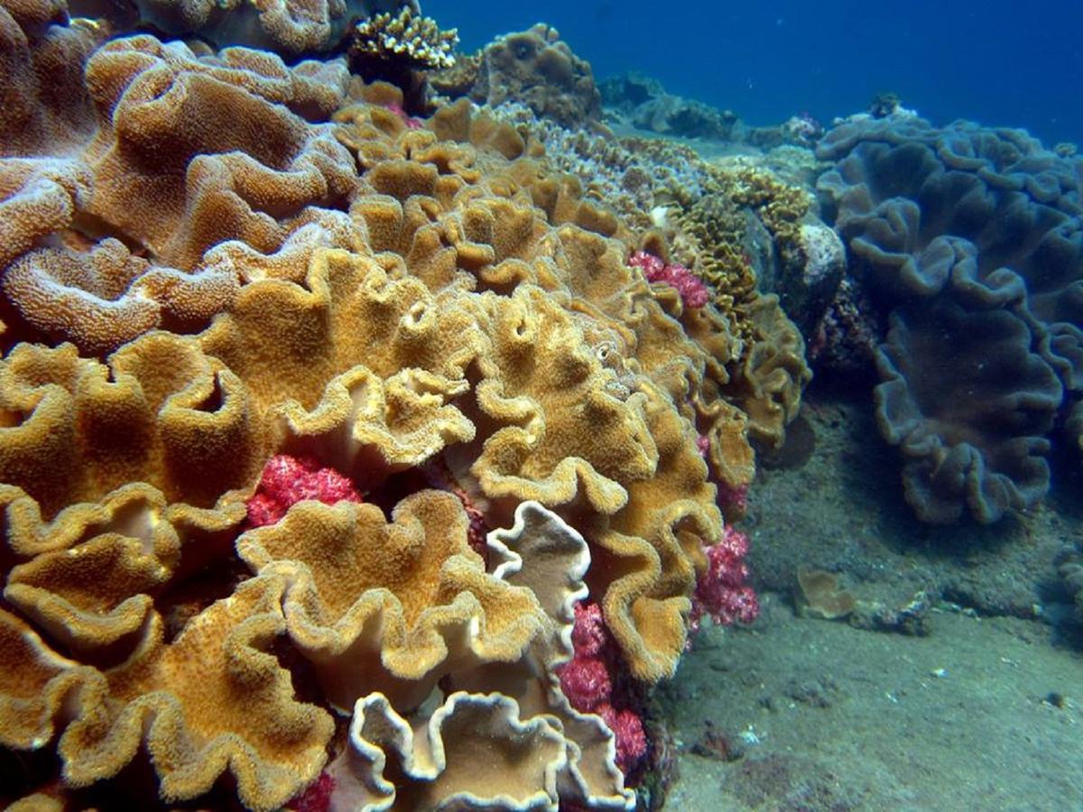 Seadina Coral Home Matara Dış mekan fotoğraf